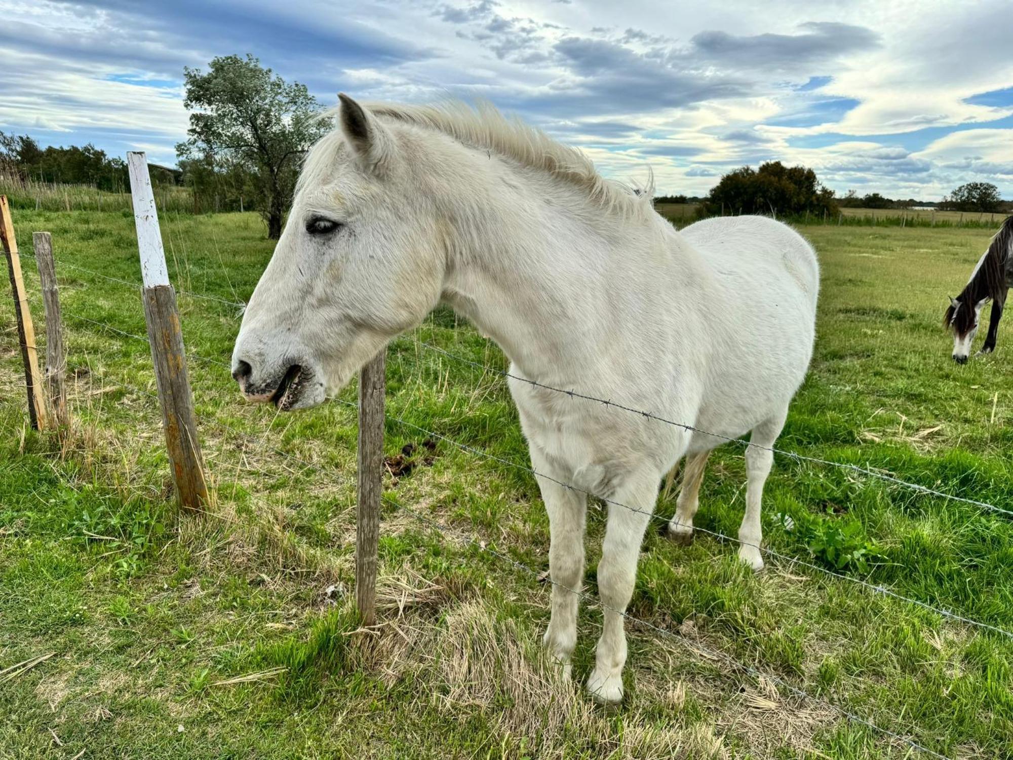Le Mazet Sooksabai, Confort, Charme Et Decouverte En Petite Camargue Saint-Laurent-dʼAigouze Exterior foto
